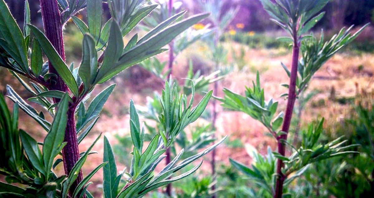 TOP SMOKABLE PLANTS Used Since Ancient Times  Lucid dream herbs, Herbal  healing, Herbalism