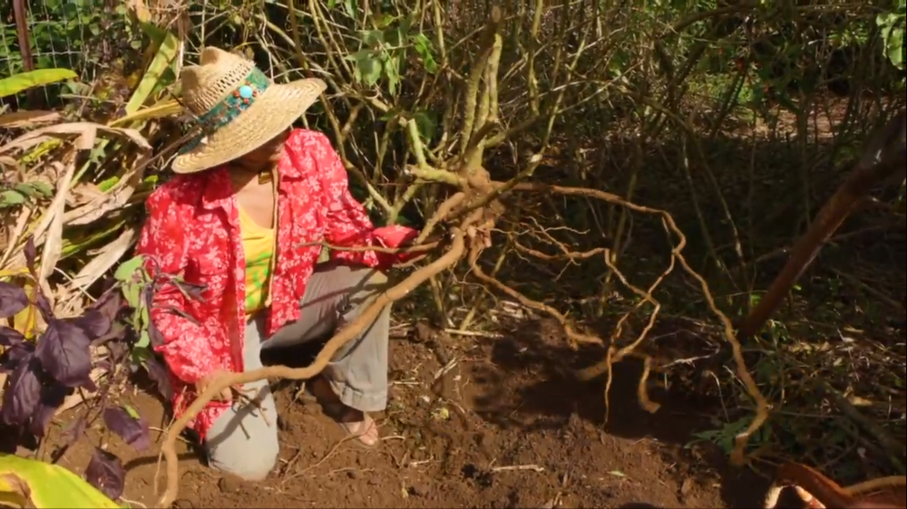 Ashwagandha Root Kauai Farmacy