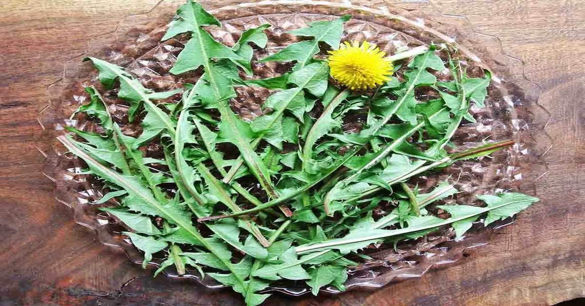 Dandelion Spring Healing Herbs