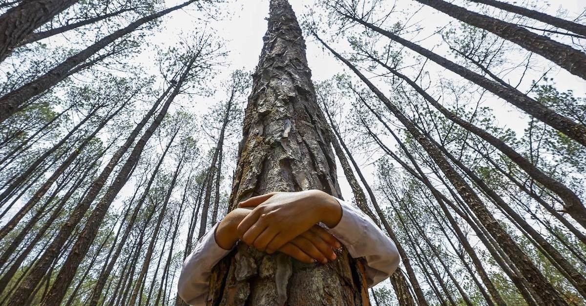 Hand Hugging a Tree in the Forest