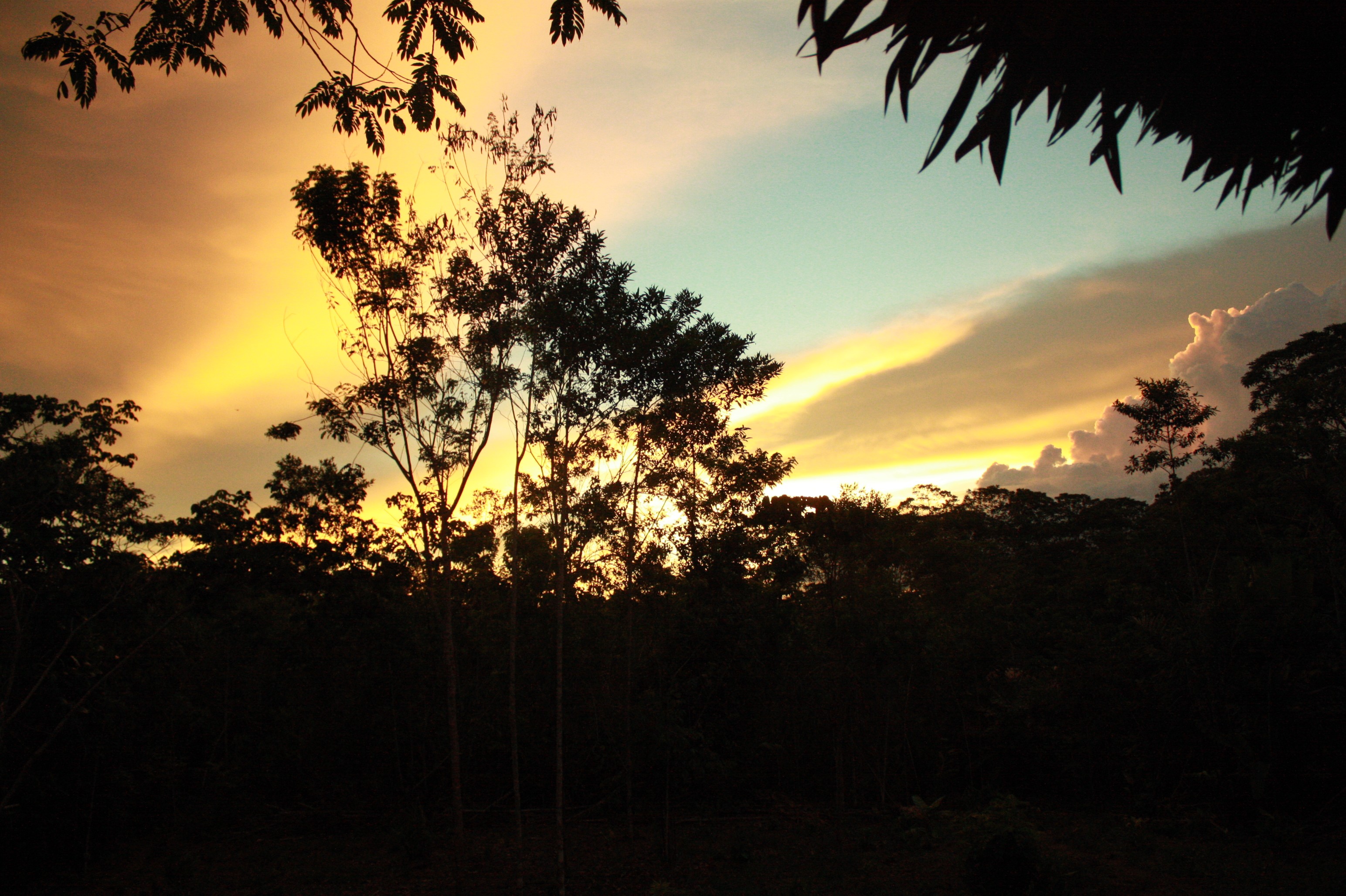 Sunrise Through the Jungle