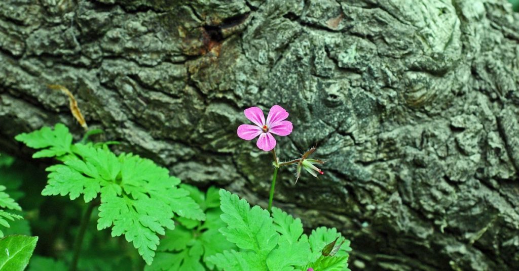 Herb Robert Flower and Leaves