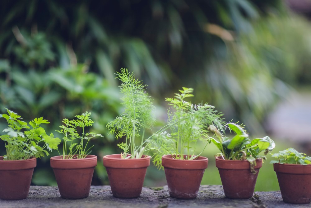 Small Pots of Cilantro, Parsley, Dill and Basil