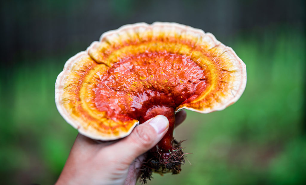 A Beginner’s Guide to Medicinal Mushrooms