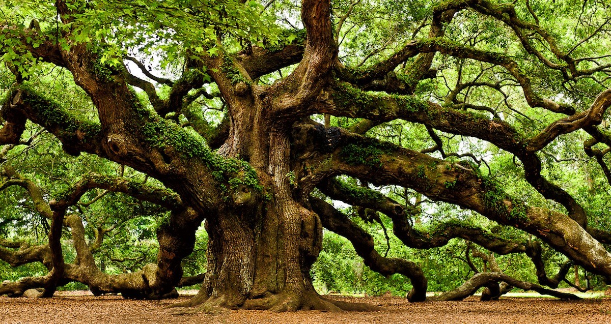 Giant Oak Tree in the Forest