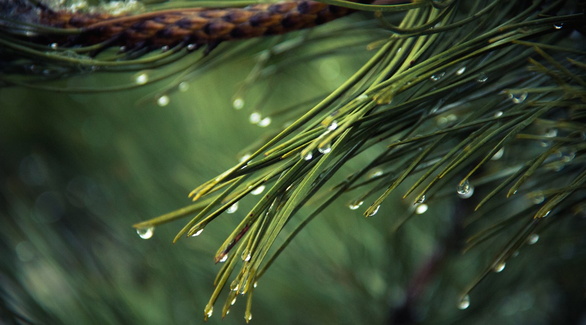 Green Pine Needles with Dew Drops