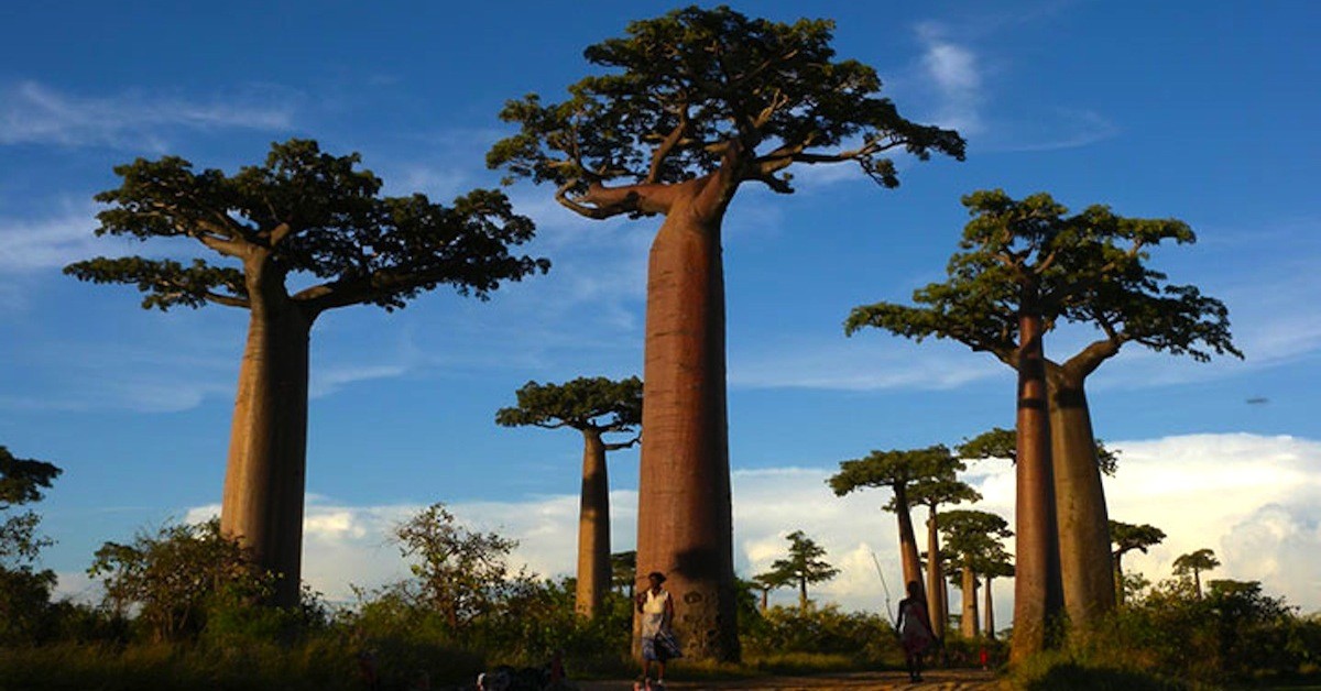 Giant Baobob Trees in Africa