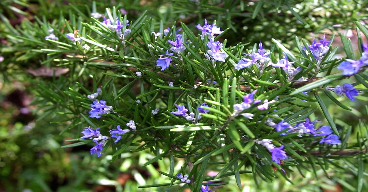 Wild Rosemary Purple Flowers