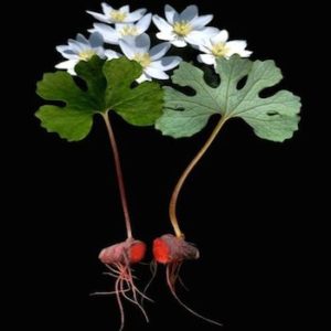 bloodroot-whole-plant