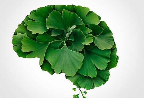 brainherb2 brainherb2