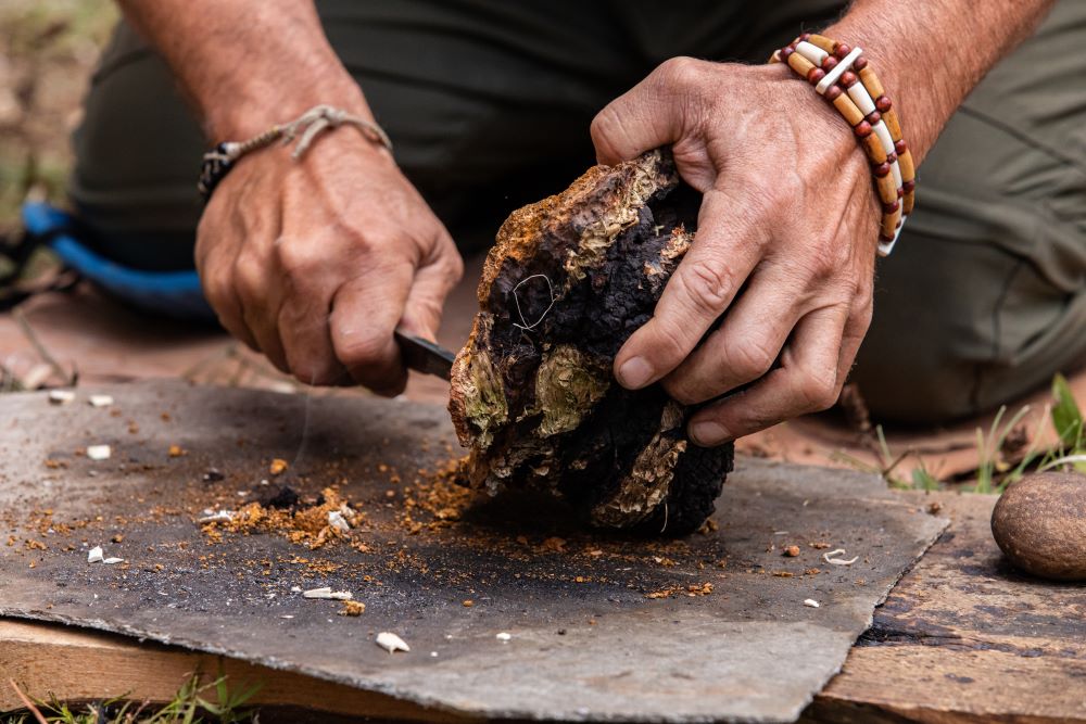 Person Cutting a Chaga Mushroom