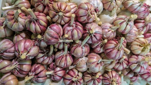 Bulbs of Red and White Garlic