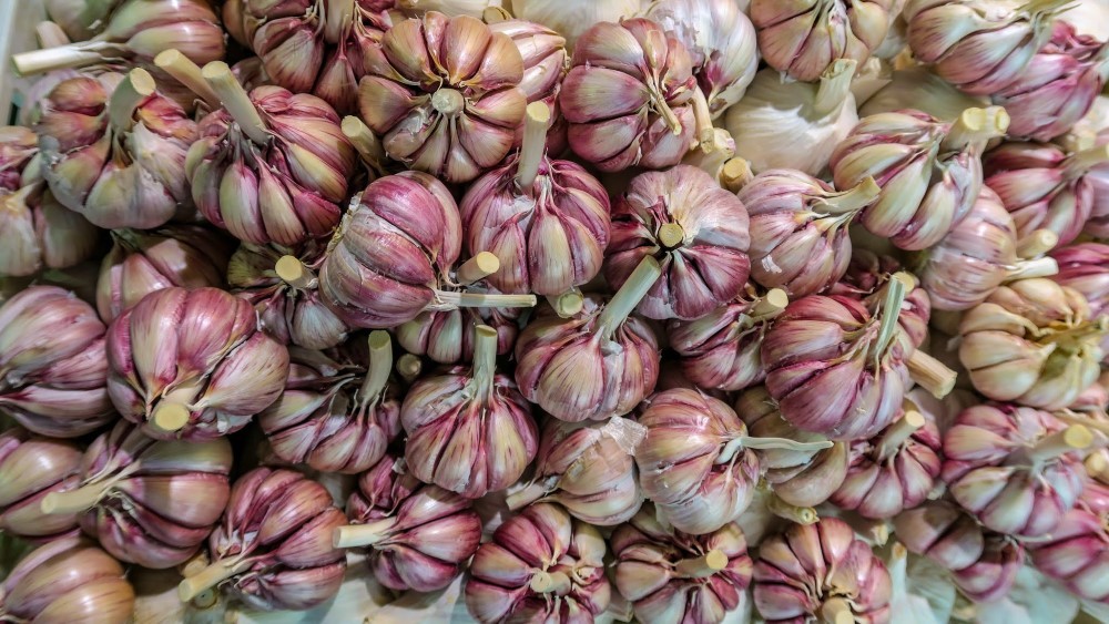 Bulbs of Red and White Garlic