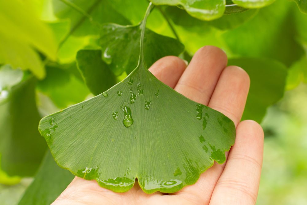 Gingko Biloba Leaf with Water Held by a Hand