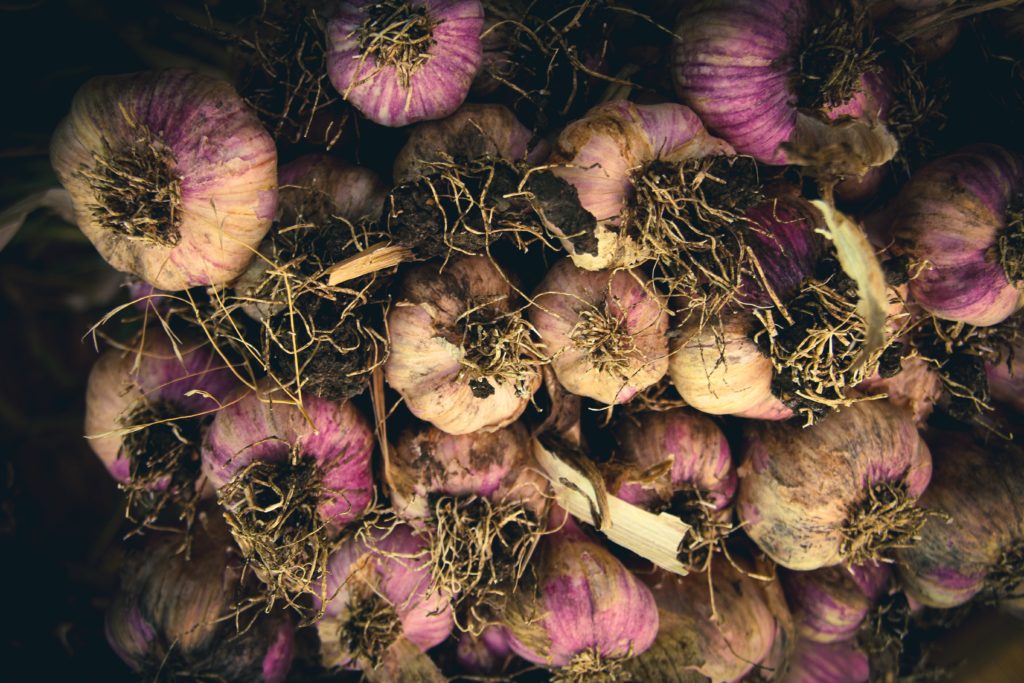 Assorted Bulbs of Purple Garlic