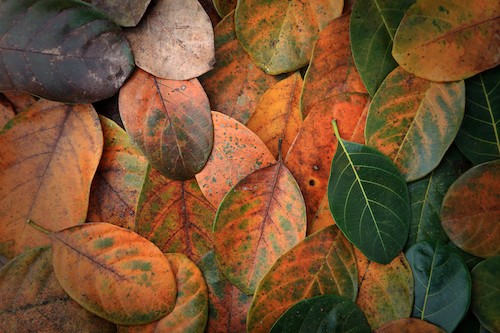 Background with Leaves of different life cycle with different colours
