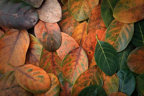 Background with Leaves of different life cycle with different colours Background with Leaves of different life cycle with different colours