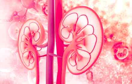 kidney1 kidney1