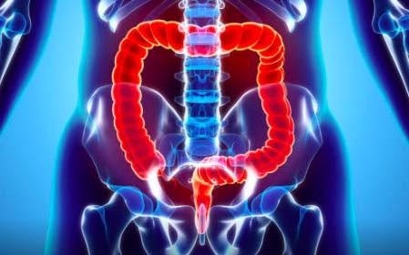 largeintestine2 largeintestine2
