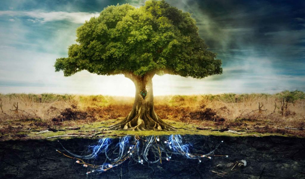 This ‘Tree of Immortality’ Keeps Disease Away