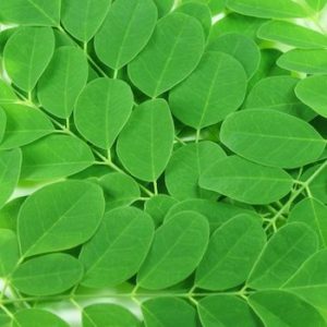 moringa-leaf-small