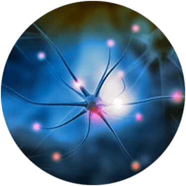 neuronogenesis_375_24 neuronogenesis_375_24