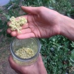 Dried Chamomile Flowers